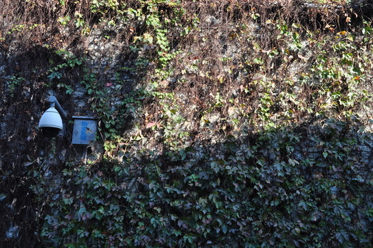 小洲村