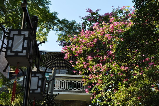 小洲村