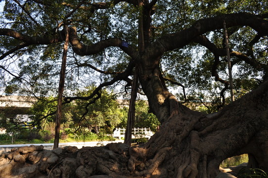 小洲村榕樹