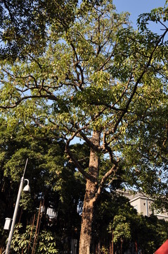 小洲村榕樹