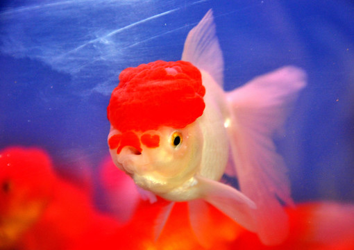 金魚