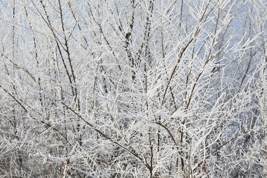 雪
