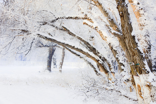 冬雪