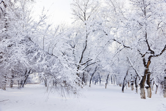 冬雪