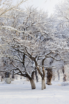 冬雪