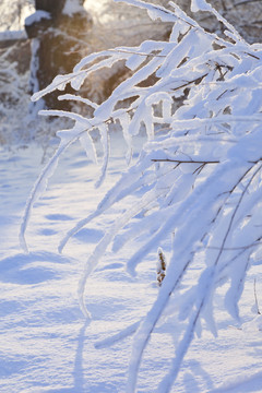 冬雪