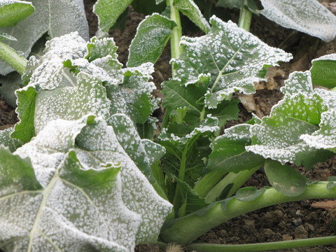 油菜與寒霜 霜凍 霜花 油菜