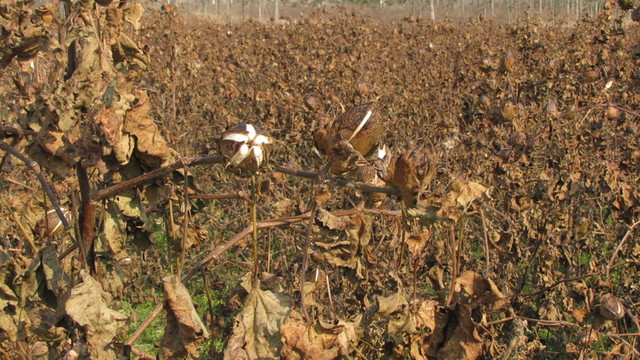 棉花地 初冬田野