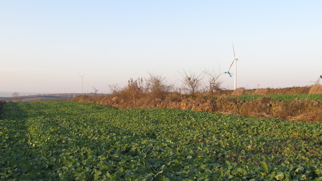 农业与风电场 油菜地 风电机