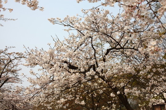 櫻花