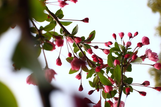 海棠花