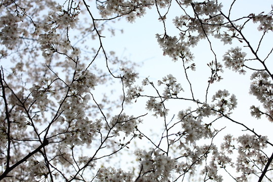 櫻花