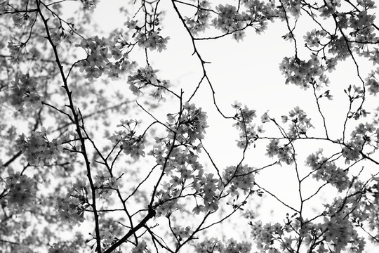 櫻花