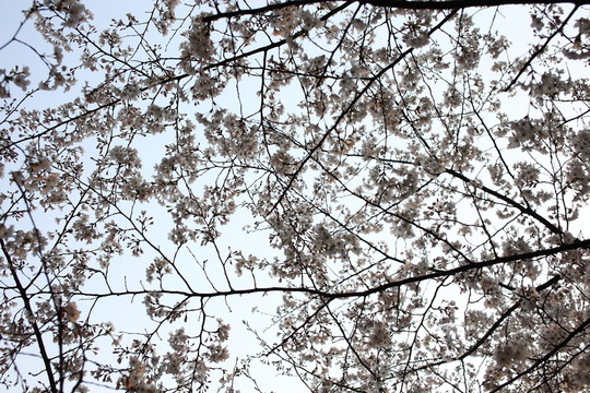 櫻花