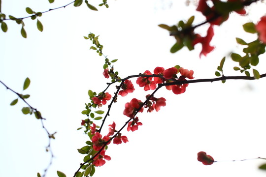 海棠花