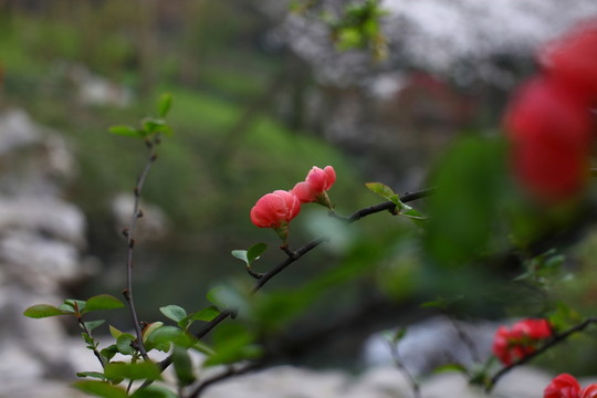 海棠花