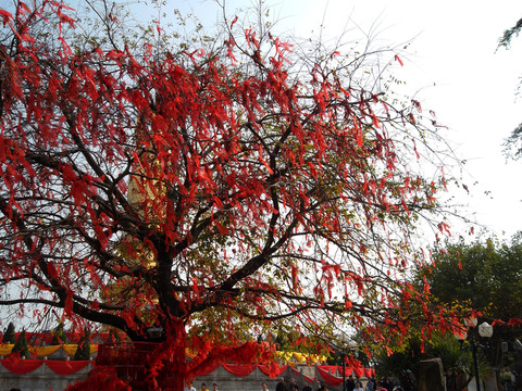 許愿樹(shù)