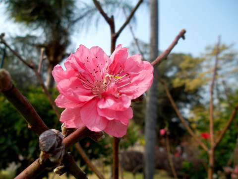 桃花