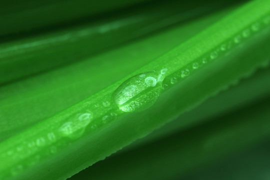 芹菜