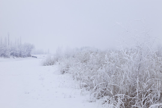 冬雪