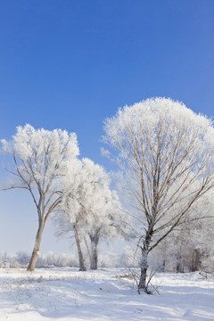 冬雪