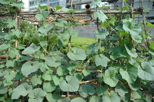 黃瓜種植