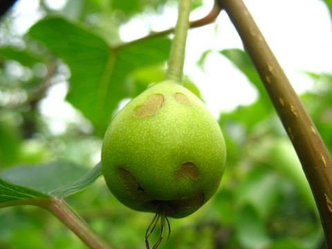 梨果