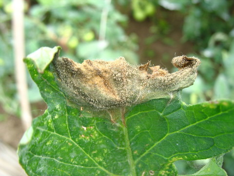 番茄灰霉病