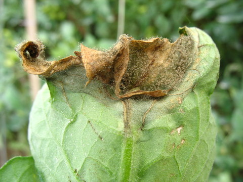 番茄灰霉病