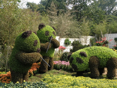杭州植物園菊花展