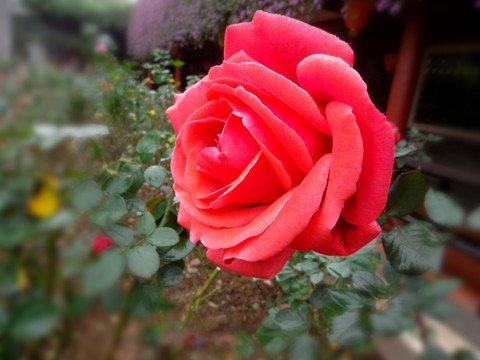 玫瑰花