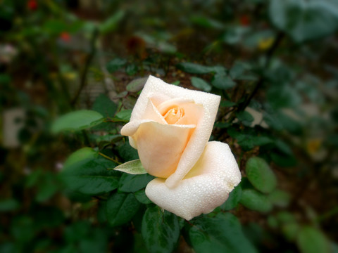玫瑰花