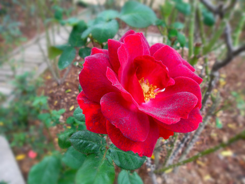 玫瑰花
