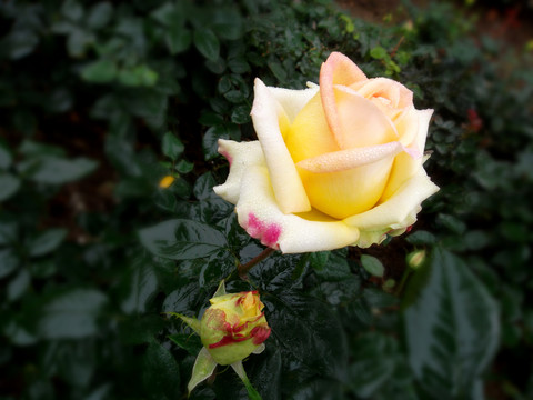 玫瑰花