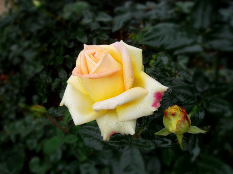 玫瑰花