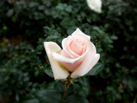 玫瑰花