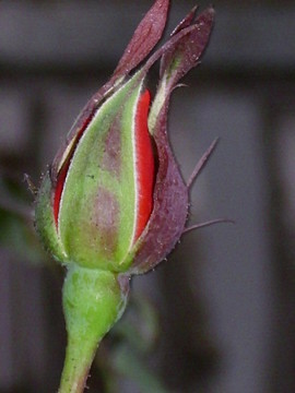 月季花苞