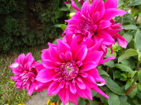 菊花