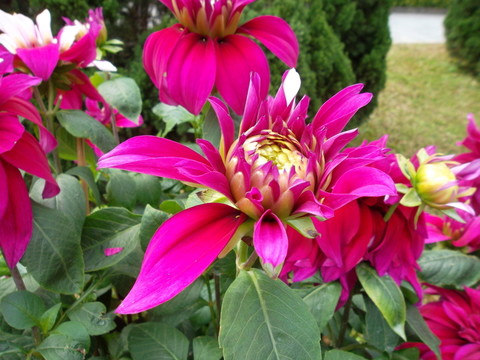 菊花