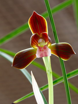名貴蘭花