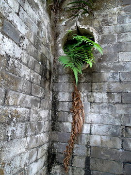 青磚 苔蘚