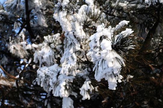 泰山雪松
