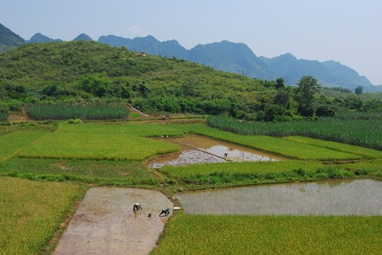 田野