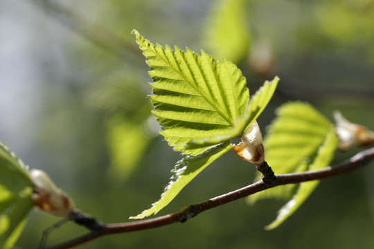 樺樹嫩葉