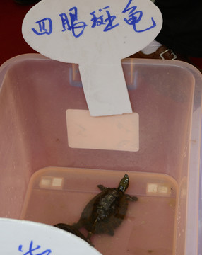 四眼斑龜