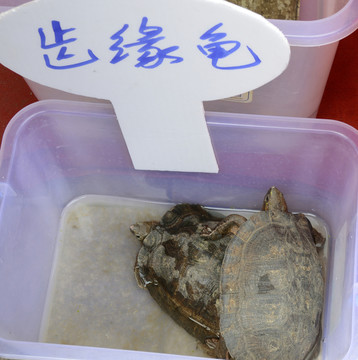 齒緣龜