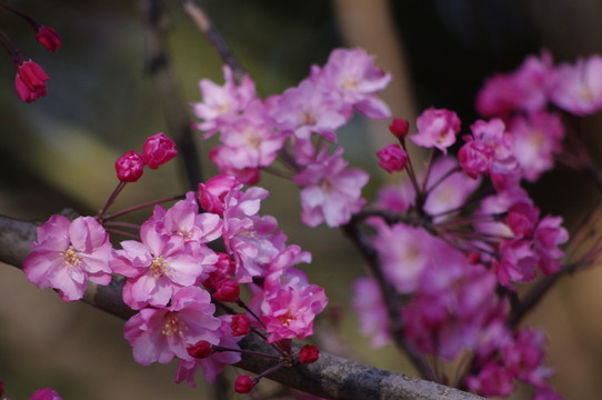 櫻花