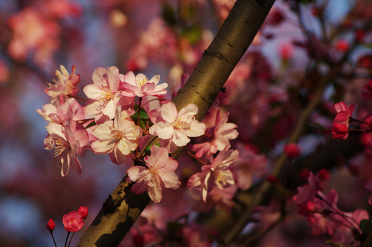 櫻花
