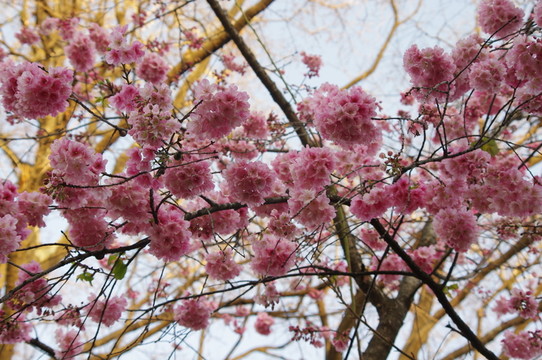 櫻花爭(zhēng)艷