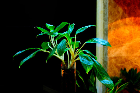 綠色植物